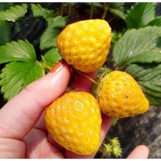 100 hạt giống dâu tây vàng f1 chịu nhiệt