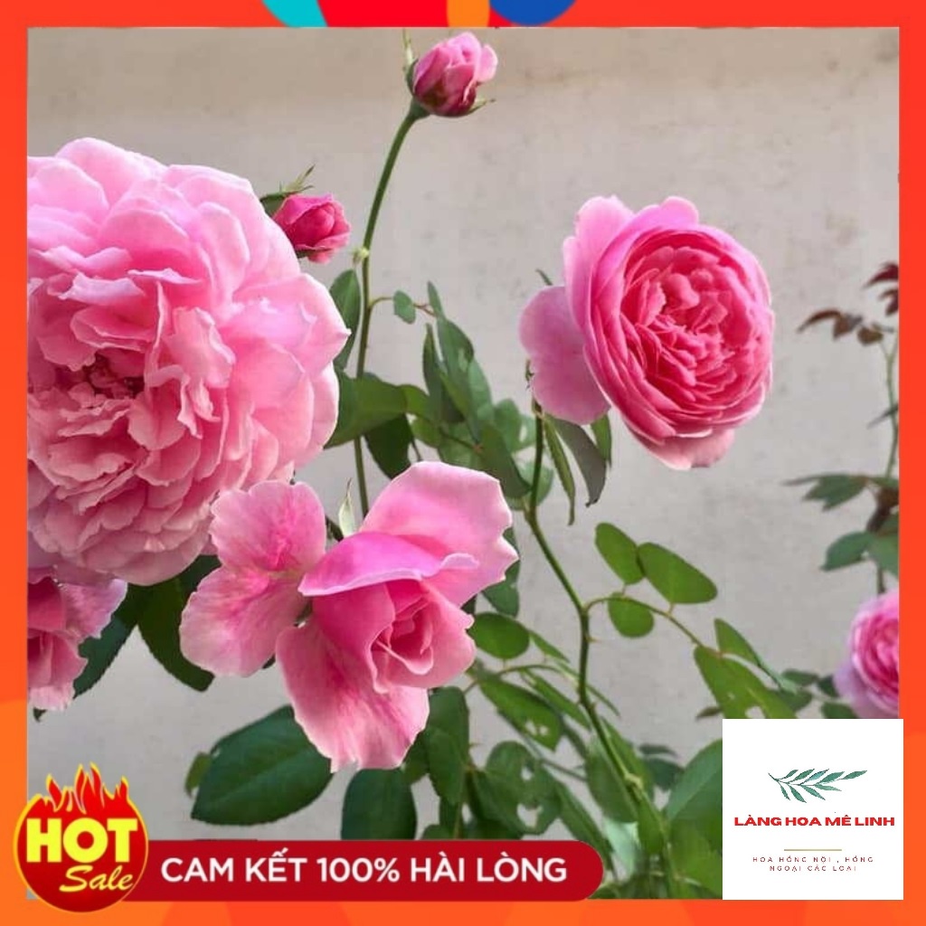 Hoa hồng ngoại Bishop’s Castle rose [🏵️SIÊU THƠM🏵️] – Loài hoa được ưa chuộng nhất thị trường, bông hoa có màu hồng phấn