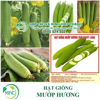 Sale off Hạt giống mướp hương cực đẹp.