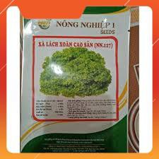 Hạt giống xà lách xoăn