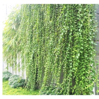 1 bầu cây giống cúc tần Ấn Độ