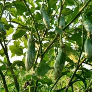 HẠT GIỐNG CÀ DỪA OVAN THÁI LAN