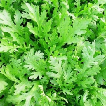 Hạt giống Cải Cúc Bánh Tẻ (Tặng kèm phân)