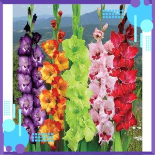 Củ hoa lay ơn- Củ hoa Dơn Hà Lan size to, củ khỏe .