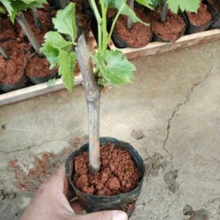 Cây giông mít mật . mít dai ươm hạt