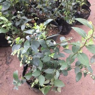 Cây giống việt quất bốn mùa