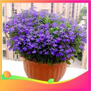 Hạt giống hoa loberia mix - 50 hạt vietgar