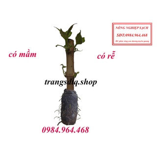 40 cây chè khổng lồ