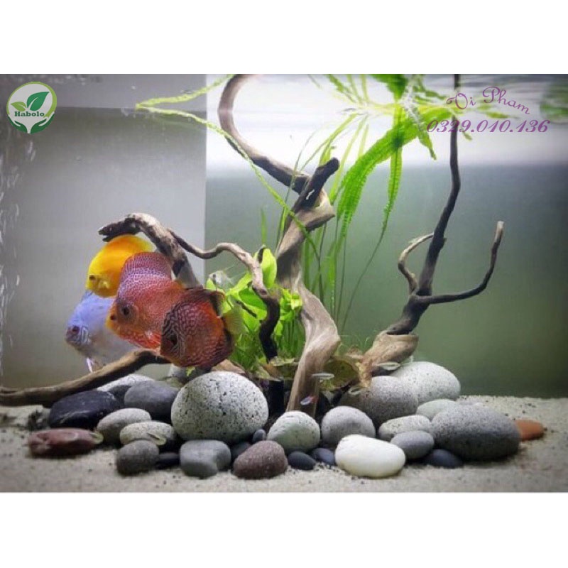 Sỏi đá đen viên lớn trang trí sân vườn, bể cá, chậu cây, chặn giấy trên bàn...