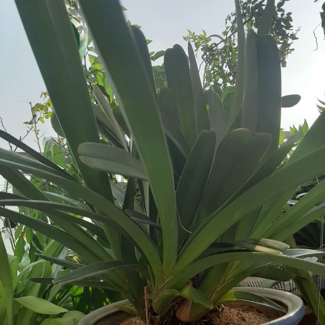 Lan kiếm lá cứng