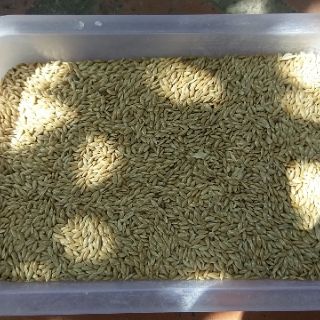 HẠT LÁNG YẾN 1kg