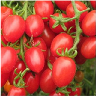 [ HẠT GIỐNG ĐÀI LOAN] HẠT GIỐNG CÀ CHUA CHERRY ĐỎ- VÀNG- SỌC SIÊU TRÁI ( 50 hạt)