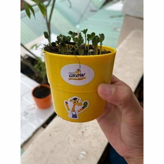 Bộ Đồ Chơi Làm Vườn Grow (Có Sẵn Hạt Giống Và Dụng Cụ Làm Vườn)