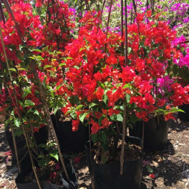 Bông giấy thái đỏ cam