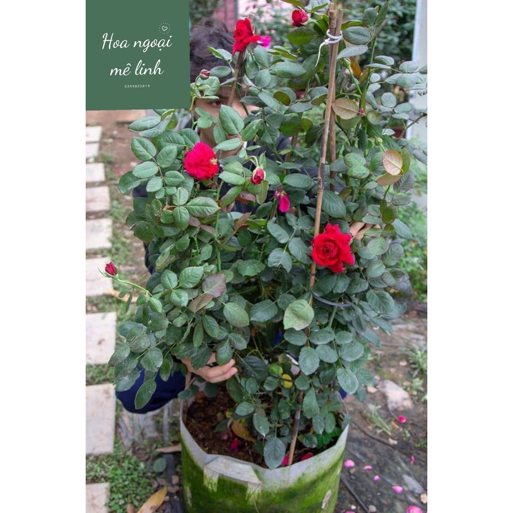 Hoa hồng ngoại Rouge Royal  – Bông hồng mang nét đẹp của sự bền bỉ-Hoangoaimelinh