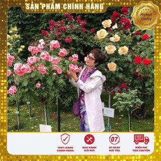 20 Hạt giống cây hồng thân gỗ nhiều màu