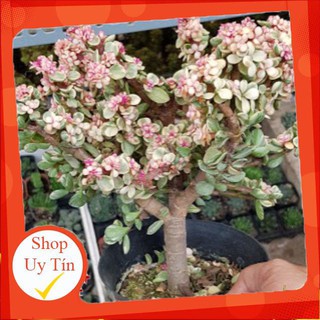 sen đá Dola màu cổ thụ🍏 |FREESHIP| 🔥 XỨ NÓNG, ĐÃ THUẦN KHÍ HẬU, KHOẺ ĐẸP 🍏 LỖI 1 ĐỔI 1