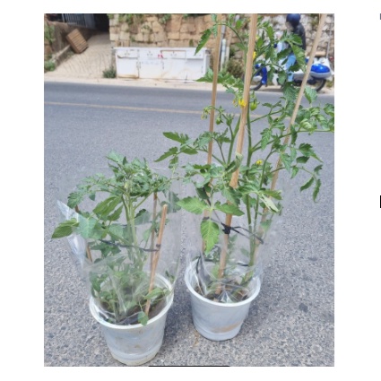Cây giống cà chua Nova - giao cây khoẻ rễ ổn định
