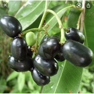 cây Trâm( trâm mốc, trâm vối, vối rừng)