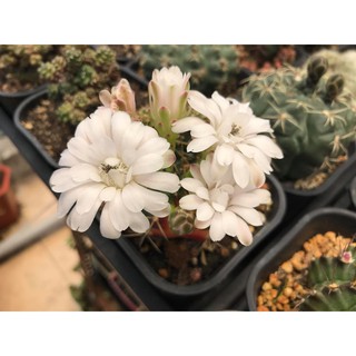XƯƠNG RỒNG Gymnocalycium DAMSI  (Siz 3-5cm)