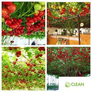 Hạt giống cà chua bạch tuột