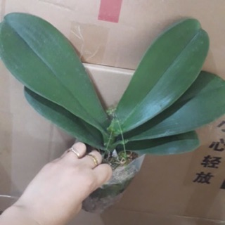 Lan hồ điệp cây đại bầu 3.5 đã cắt ngồng