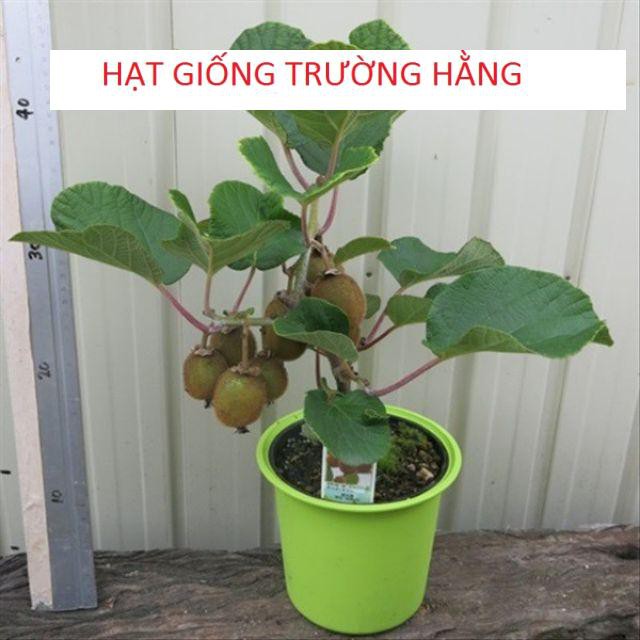 Hạt Giống Kiwi Lùn Giàu Dinh Dưỡng Gói 20 hạt