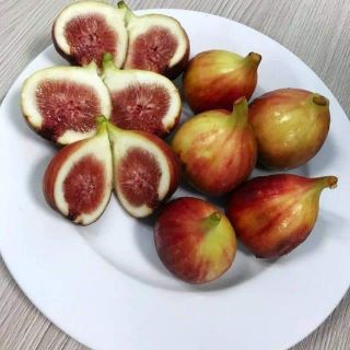 Cây giống sung mỹ