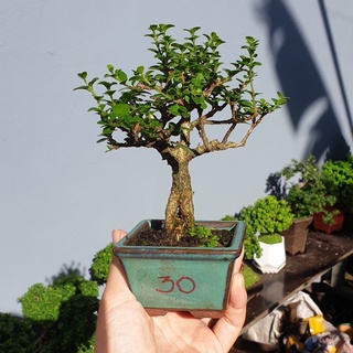Cây sam hương siêu mini để bàn cực đẹp - giao kèm chậu như ảnh