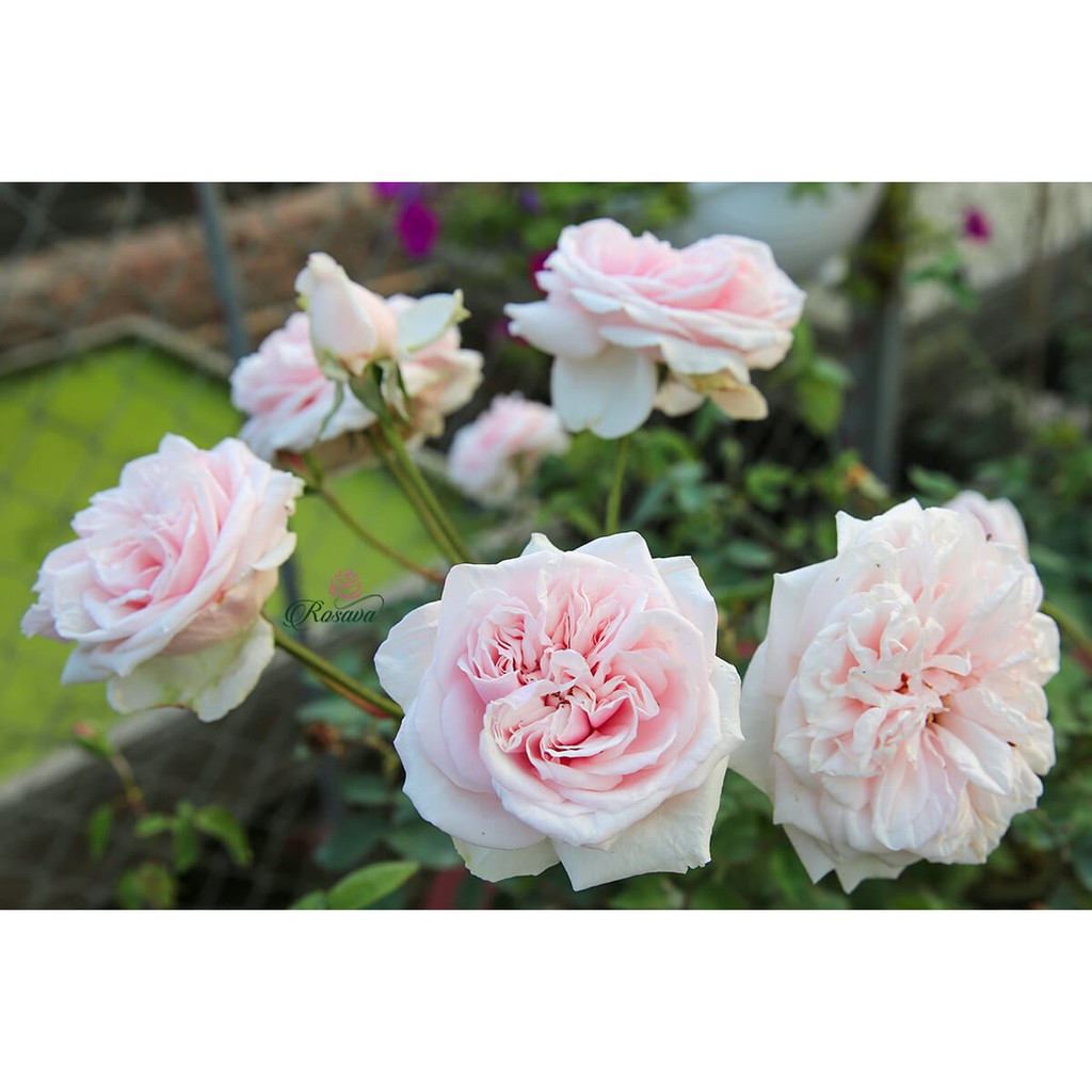 CÂY GIỐNG Hoa hồng điều CỔ– giống hoa hồng truyền thống quý hiếm của Việt Nam-SSD