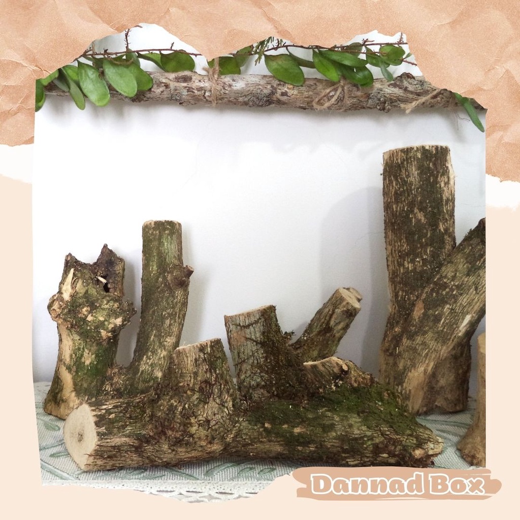 Combo 5 Nhánh Củi Tự Nhiên Để Bàn Trang Trí Decor DIY