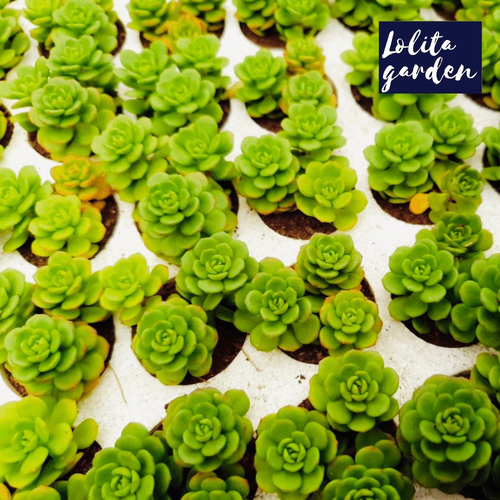 Sen đá sedum hoa hồng xanh Đà Lạt size mini cây cảnh trang trí nhà cửa Lolita garden