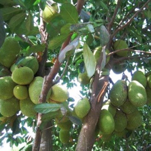 CÂY GIỐNG MÍT TỐ NỮA GHÉP (SIÊU SỚM)