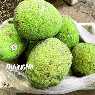 Trái Sa Kê Mới Hái Trên Cây