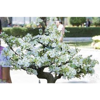 Nhất chi mai -hoa mai trắng- bầu cây lớn-loài hoa mang quốc hồn quốc túy
