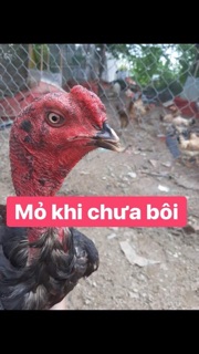 Kích mỏ , kích cựa cho gà chọi