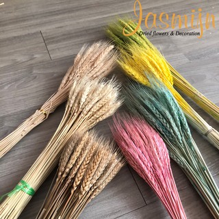 Cành lúa mạch khô nguyên cành trang trí ⭐ lúa mì nhập khẩu nguyên cành nhuộm màu ⭐ Triticum ⭐