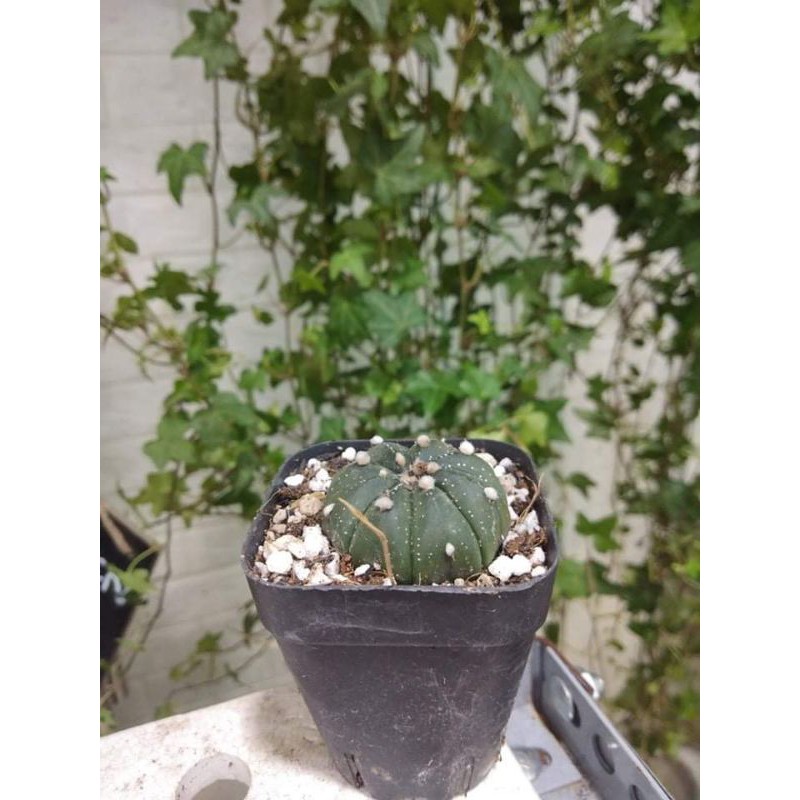 Xương rồng ASTER SIZE 3-5CM- RẤT DỄ RA HOA