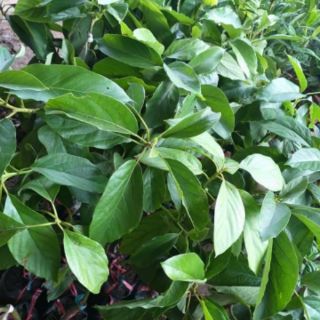 Giống cây bơ 034