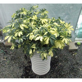 CHẬU CÂY NGŨ GIA BÌ LÁ CẨM THẠCH - THANH LỌC KHÍ UẾ MANG BINH AN MAY MẮN CHO GIA CHỦ