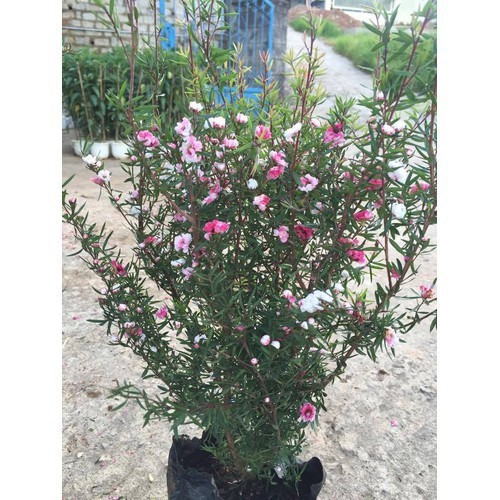 Cây hoa tùng tuyết mai đang nụ