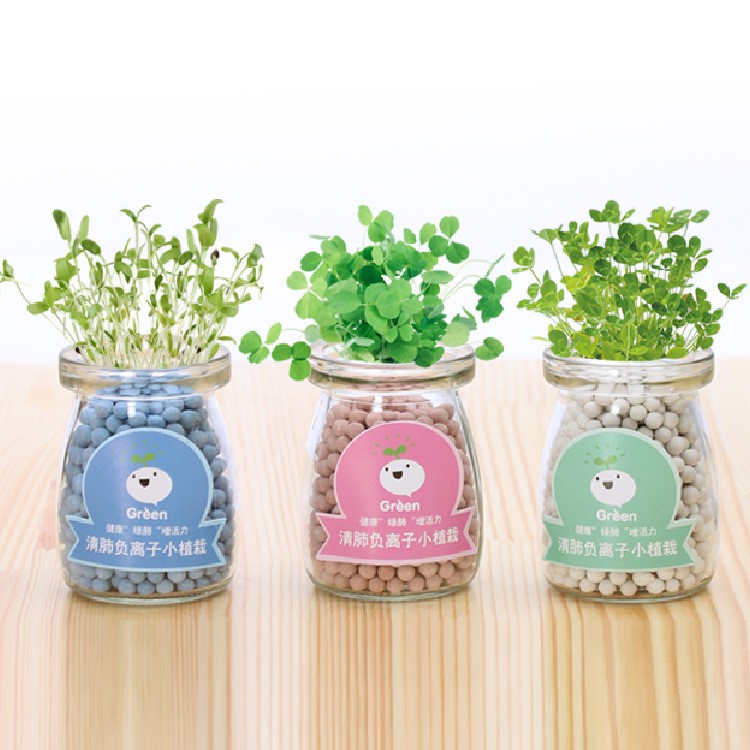 Chậu cây thủy tinh may mắn