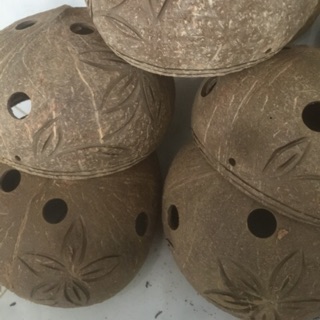 Combo 5 cái Gáo dừa trồng lan