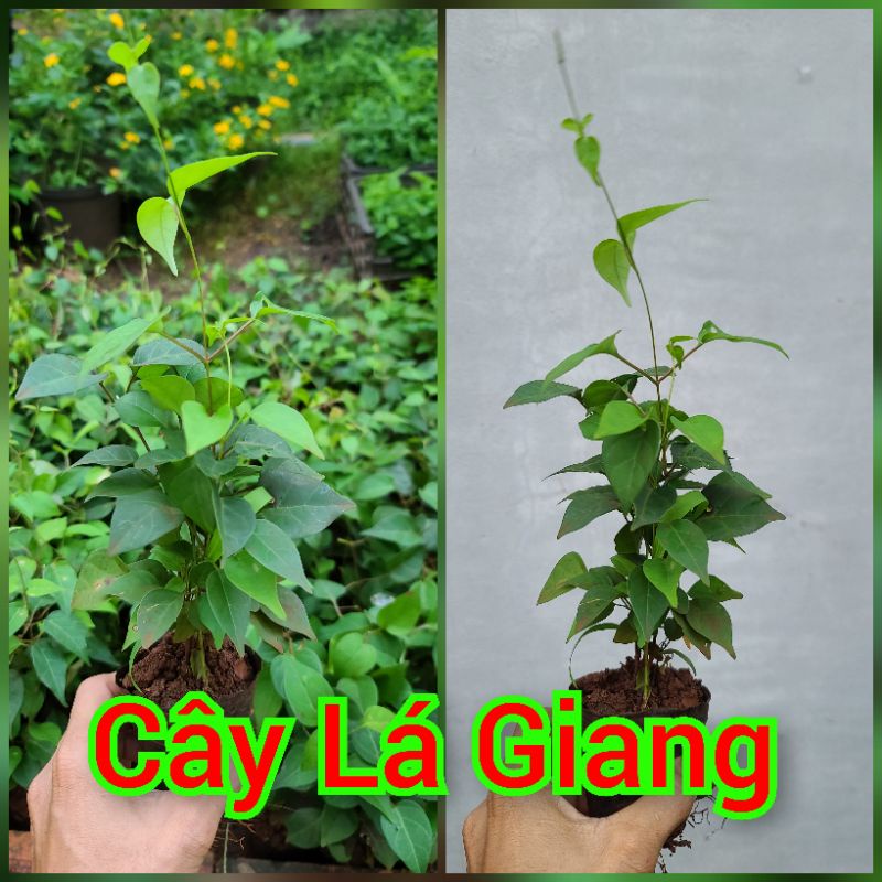 Cây Lá Giang. Tặng phân bón.