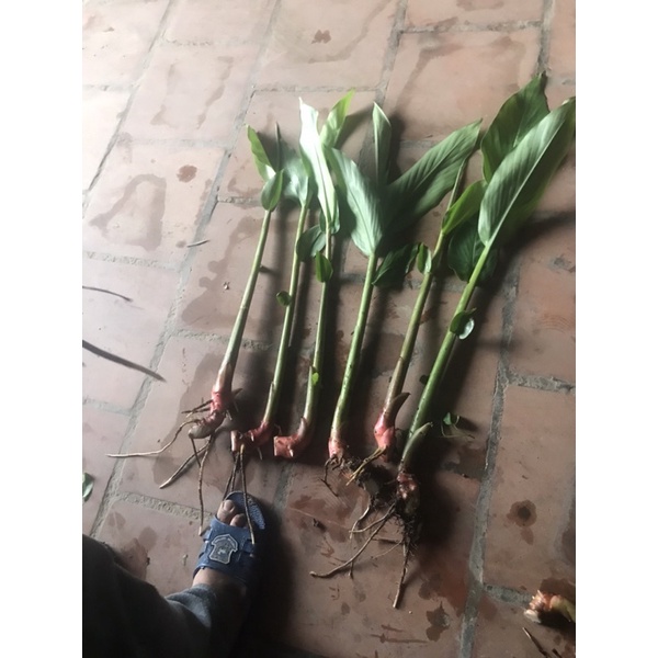 Combo 20 cây bạch yến
