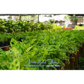 Cây trầu bà lỗ (cây trầu bà cửa sổ)