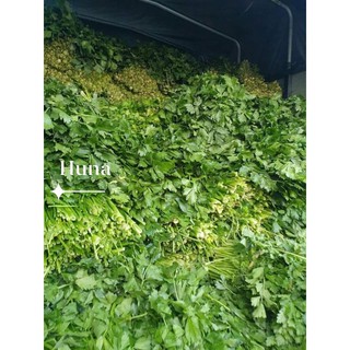 Bột cần tây sấy lạnh