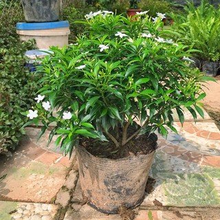 Cây mai vạn phúc - mai tiểu thư chiều cao 25cm, thích hợp trang trí không gian sân vườn