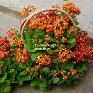 Hạt Giống Hoa Huyền Sâm Cực Đẹp Mix Màu - Lucky. Mỗi Túi 50 Hạt