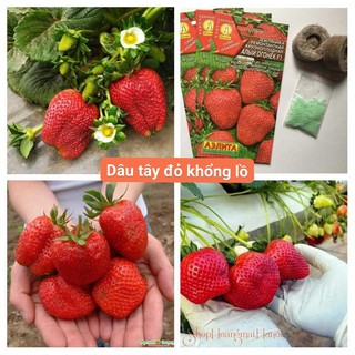 Hạt giống dâu tây Đức quả to - dâu tây cao sản - gói 50 hạt
